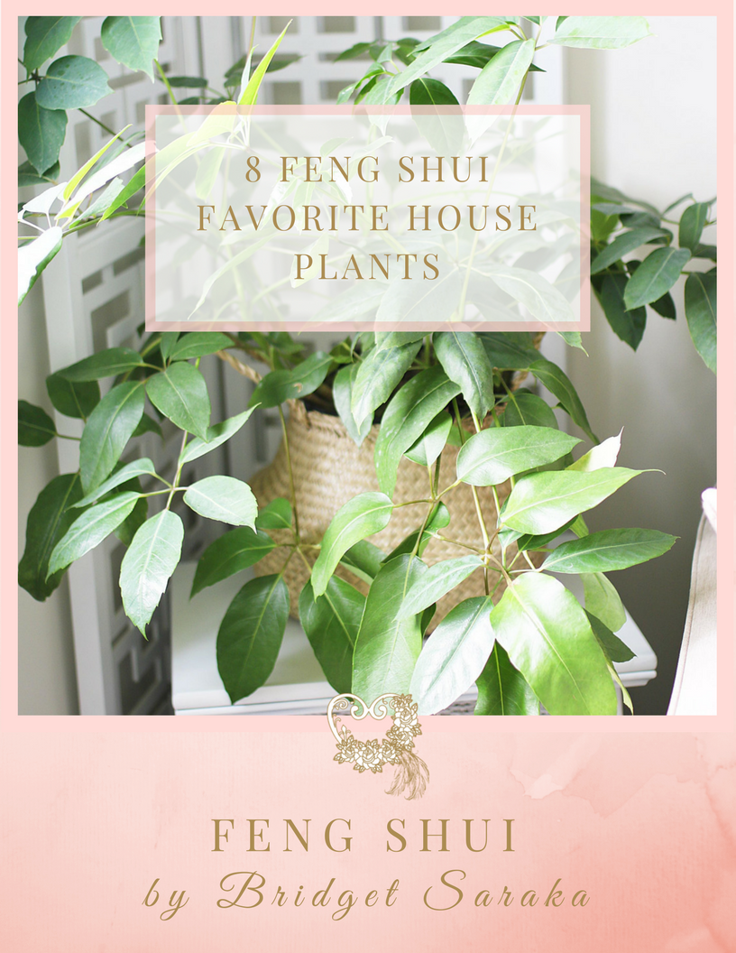 8 Feng Shui Favorite House Plants