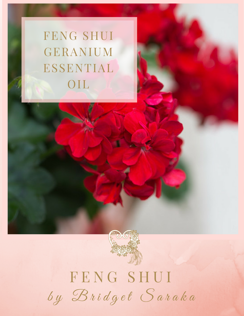 Feng Shui Geranium Essential Oil Feng Shui by Bridget